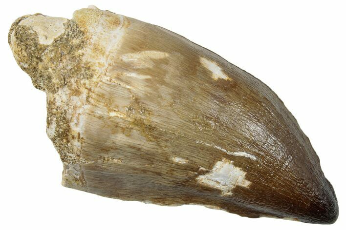 Fossil Mosasaur (Prognathodon) Tooth - Morocco #259987